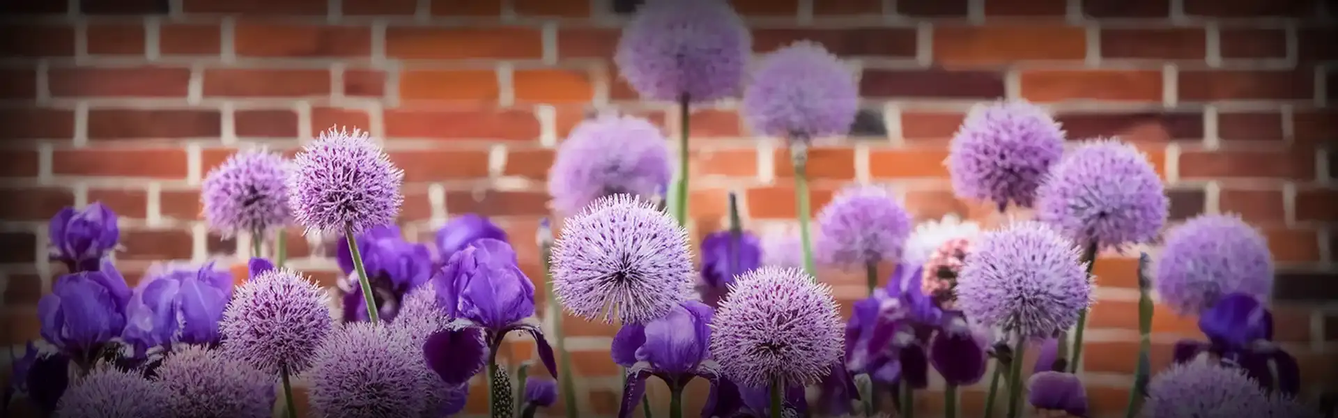 Purple flowers in front of a brick wall