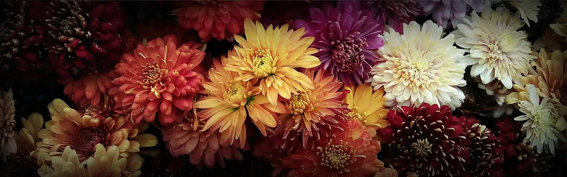 Colorful mums