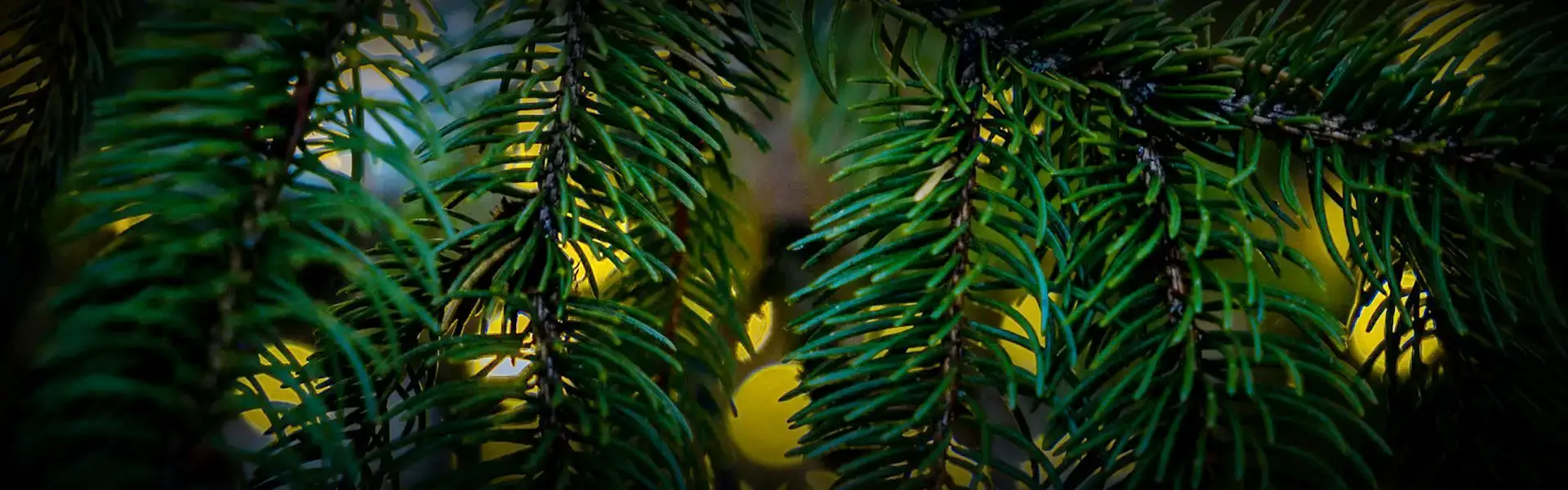 Closeup of Christmas tree with lights in the background